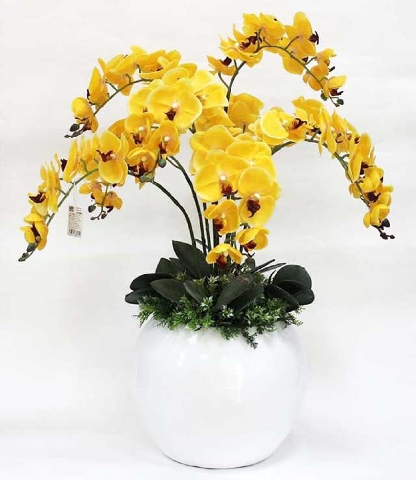 Màu vàng của hoa hồ điệp là màu của hoàng kim và sự thịnh vượng