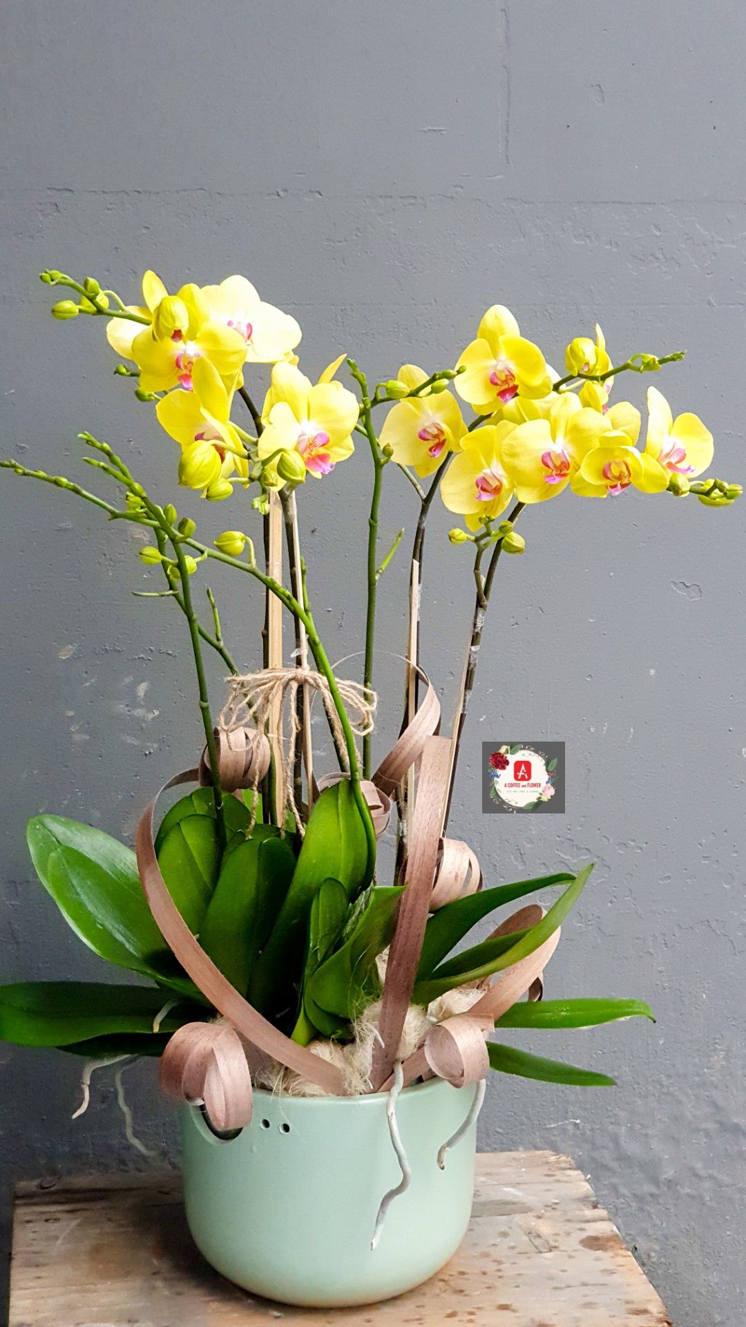 Mua chậu lan hồ điệp 5 cành tại Flower Sight