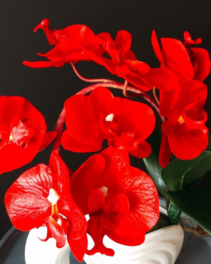 Nguồn gốc, đặc điểm của hoa lan hồ điệp đỏ