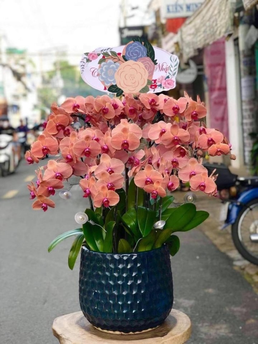 Nhận biết hoa lan hồ điệp rừng qua đặc điểm của cây