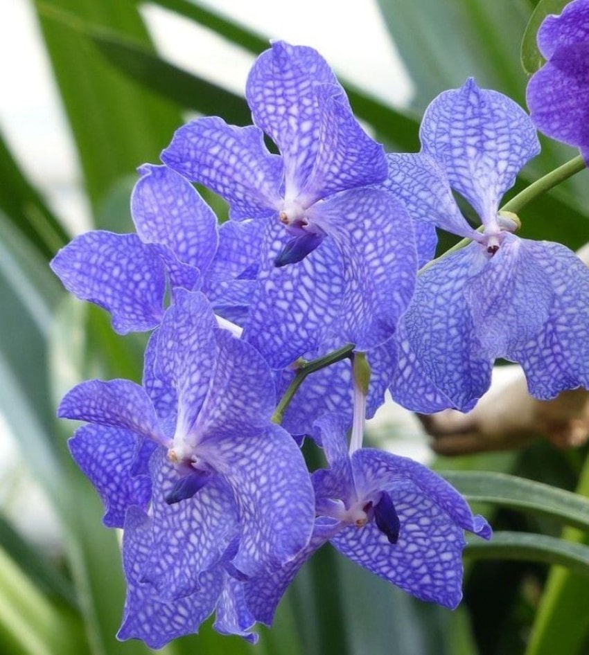 Sắc xanh quyến rũ của Blue Vanda