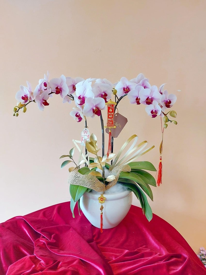 Tiểu lan hồ điệp