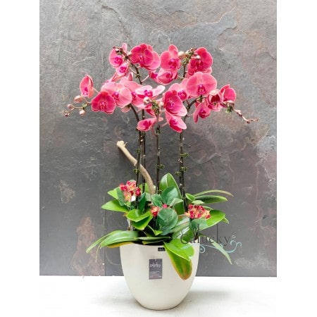 Cách chăm sóc hồ điệp màu đỏ