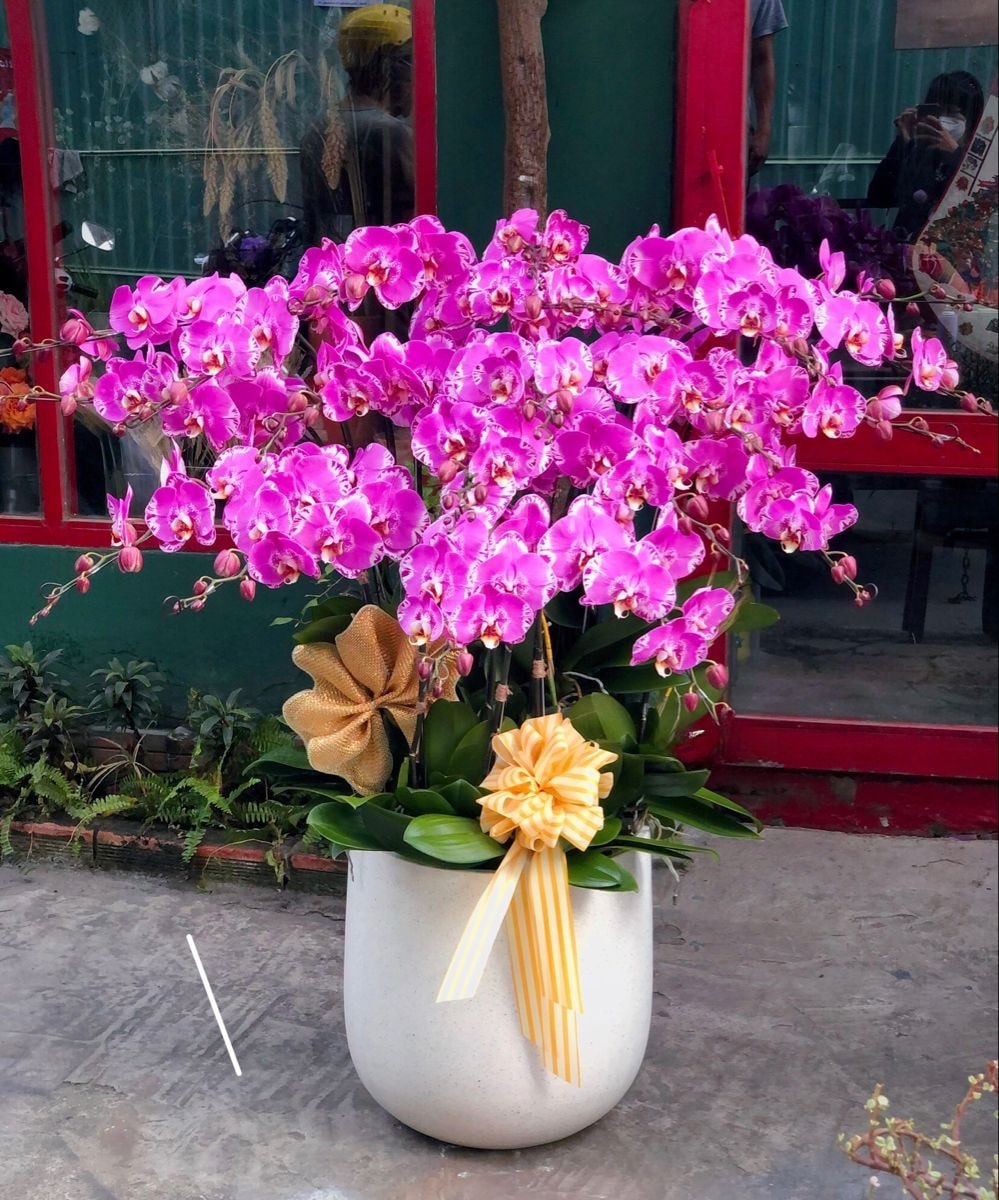 Chậu hoa mừng khai trương