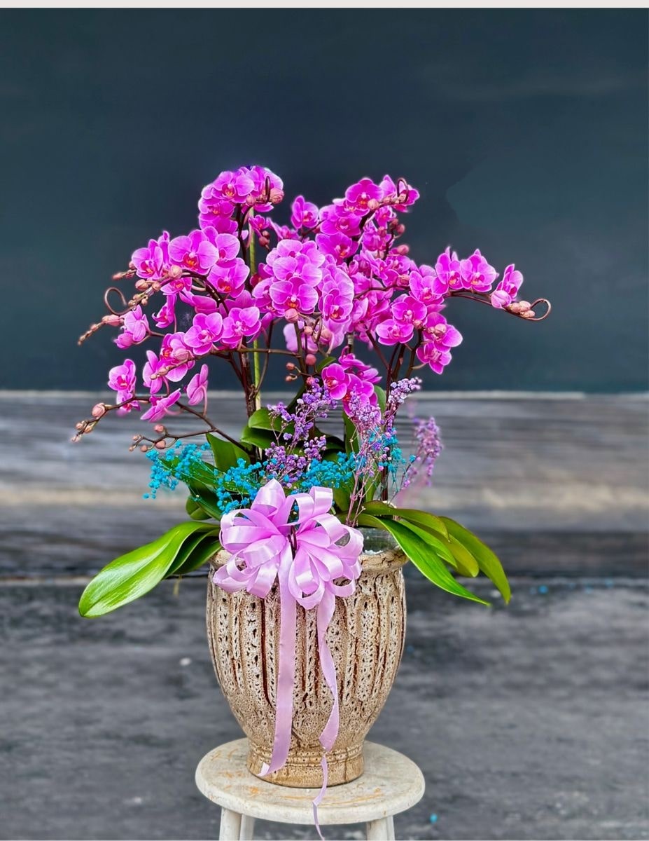 Chậu lan hồ điệp 5 cành