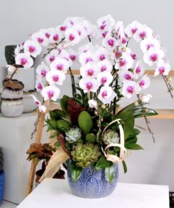 Chậu lan hồ điệp 10 cành trắng