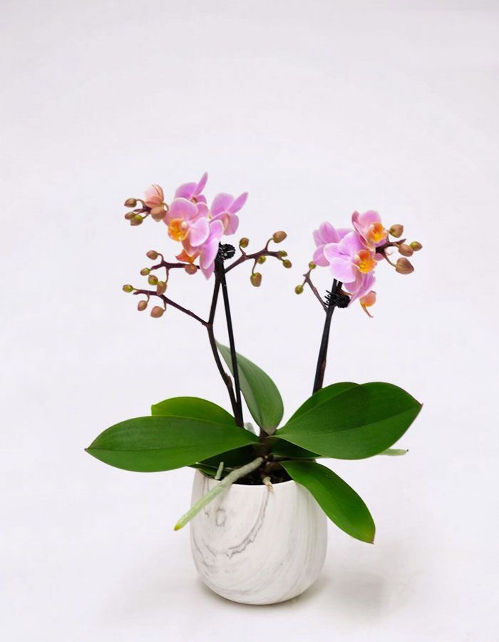 Chậu lan hồ điệp 2 cành tím