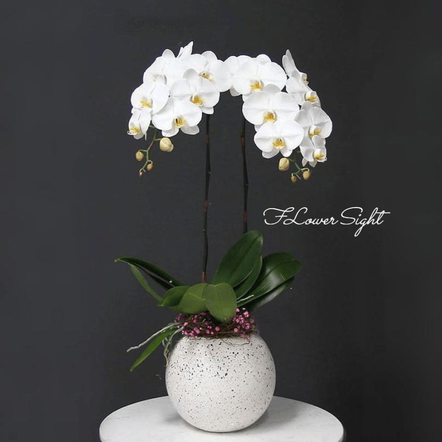 Chậu lan hồ điệp 2 cành sang trọng