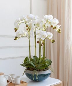 chậu lan hồ điệp 5 cành và ý nghĩa của Chúng