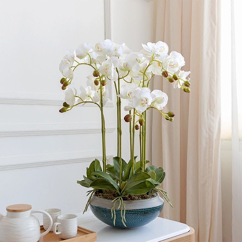 chậu lan hồ điệp 5 cành và ý nghĩa của Chúng