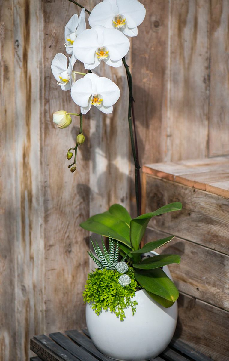 lan hồ điệp bao nhiêu tiền 1 cành