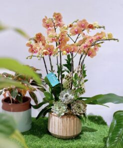 Chậu Lan hồ điệp cam lửa