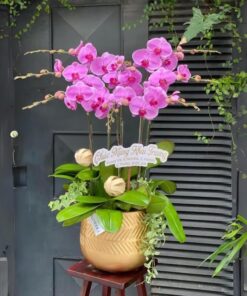 Chậu Lan Hồ Điệp Hồng