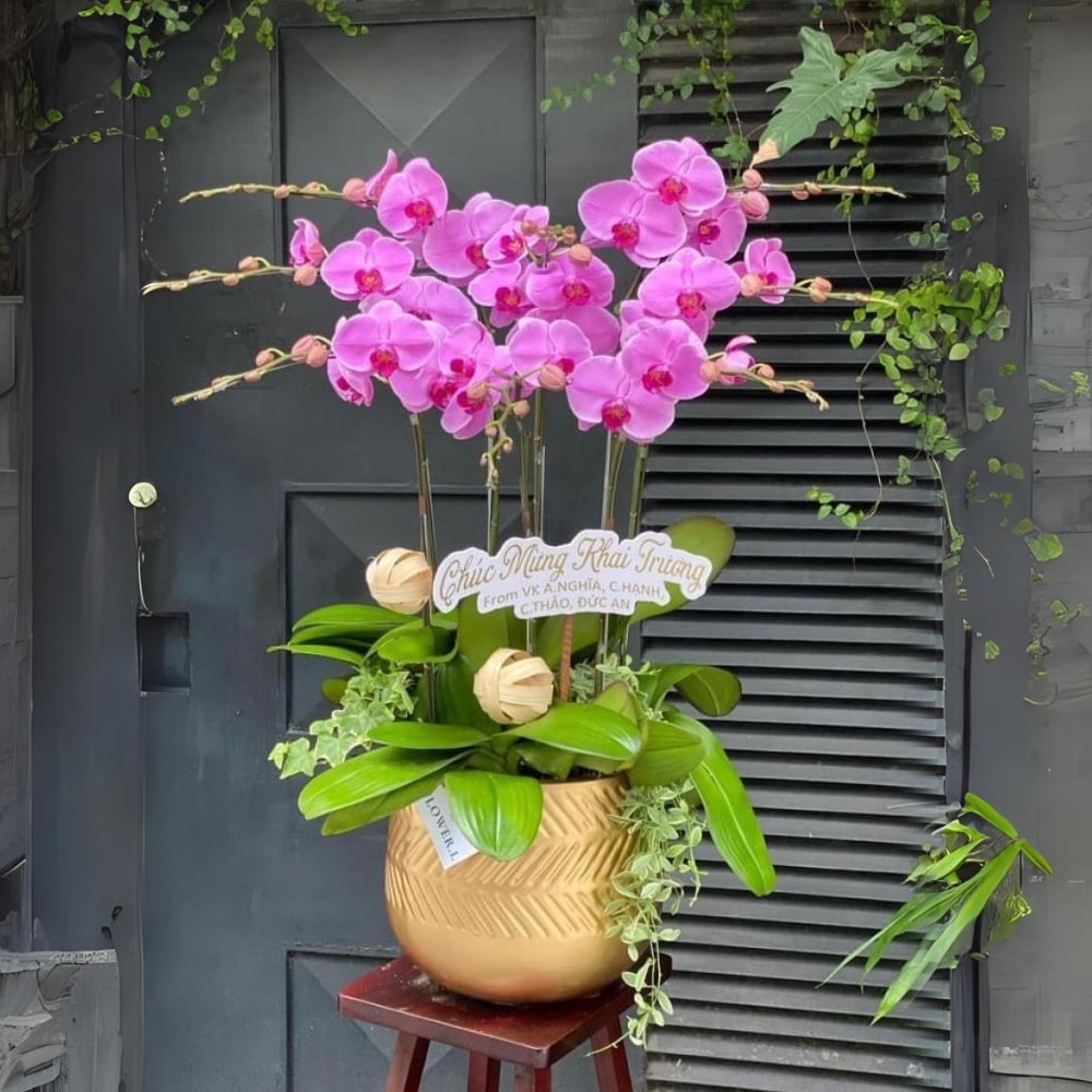 Chậu Lan Hồ Điệp Hồng