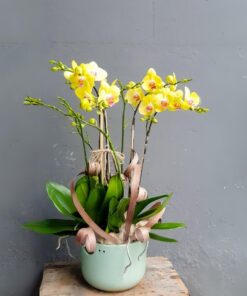 Chậu lan hồ điệp vàng