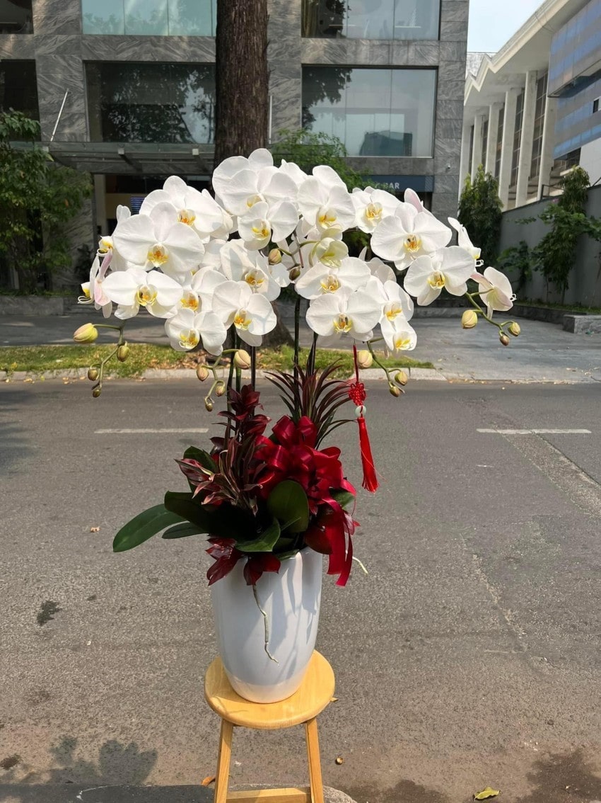 Chậu lan hồ điệp trắng