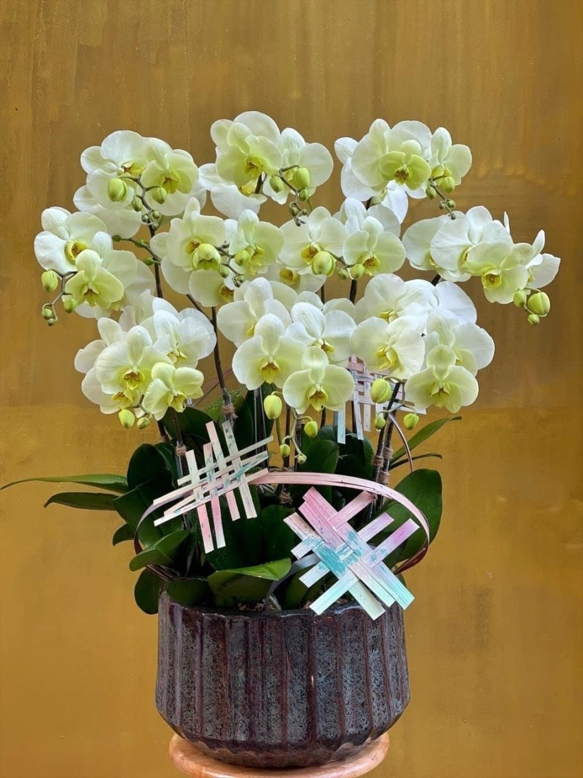 Mẫu hoa lan xanh đẹp và ấn tượng