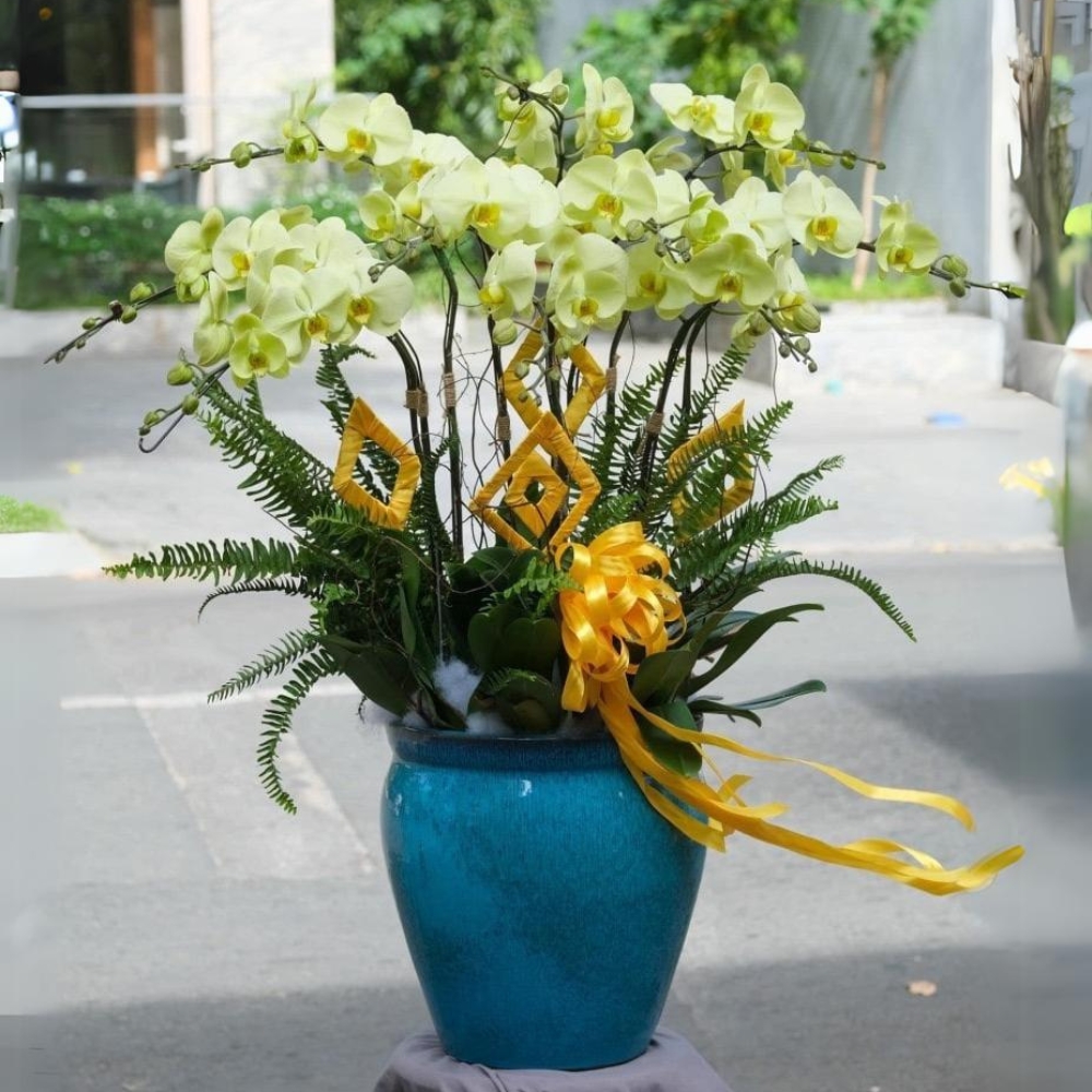 Chậu lan hồ điệp xanh lá