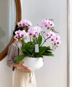 Chậu hoa lan hồ điệp tím trắng