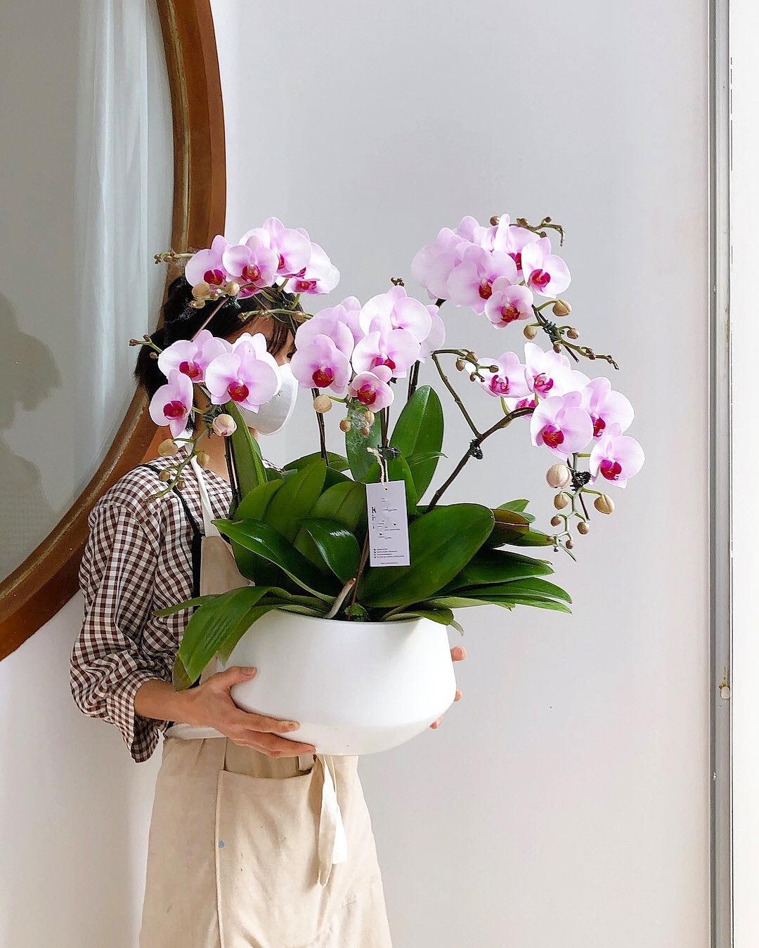 Chậu hoa lan hồ điệp tím trắng