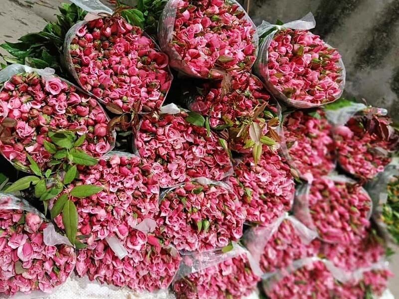 Bó hoa hồng leo đẹp 