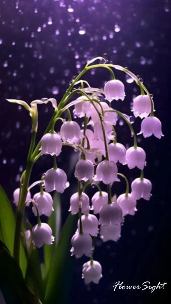 Hoa linh lan màu tím