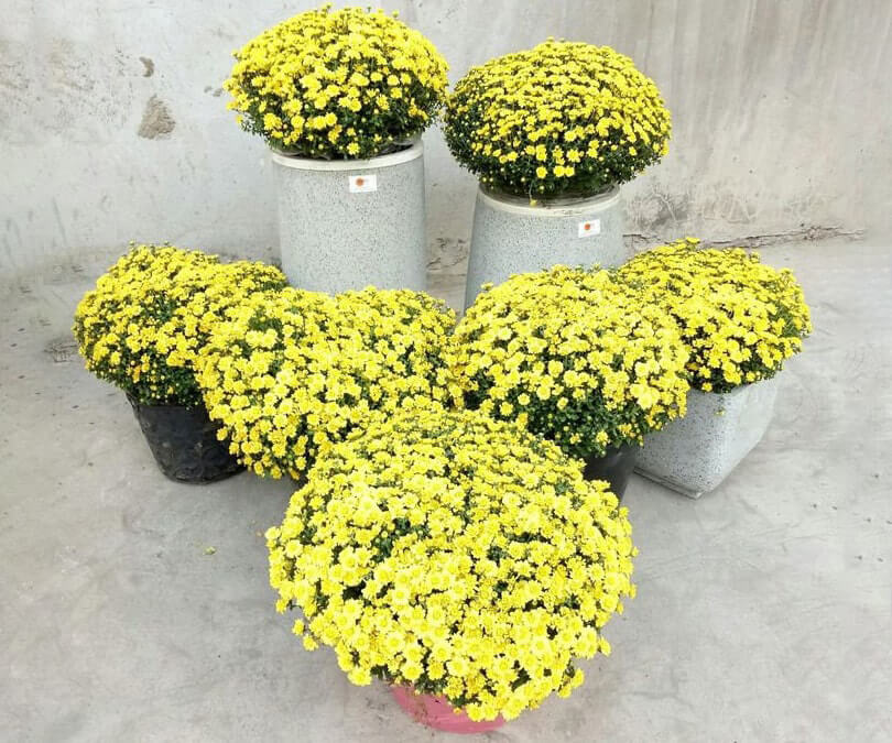 Chậu hoa cúc chưng Tết
