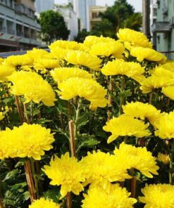 Chậu hoa cúc đại đoá