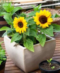 Chậu hoa hướng dương chưng Tết