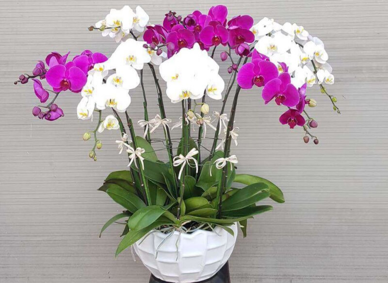 Chậu hoa lan chơi Tết