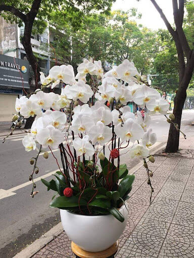 Chậu hoa lan chơi Tết