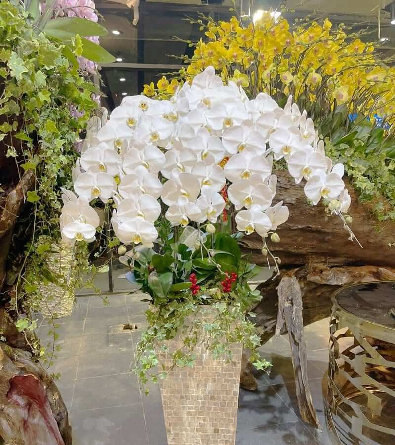 Chậu hoa lan chơi Tết