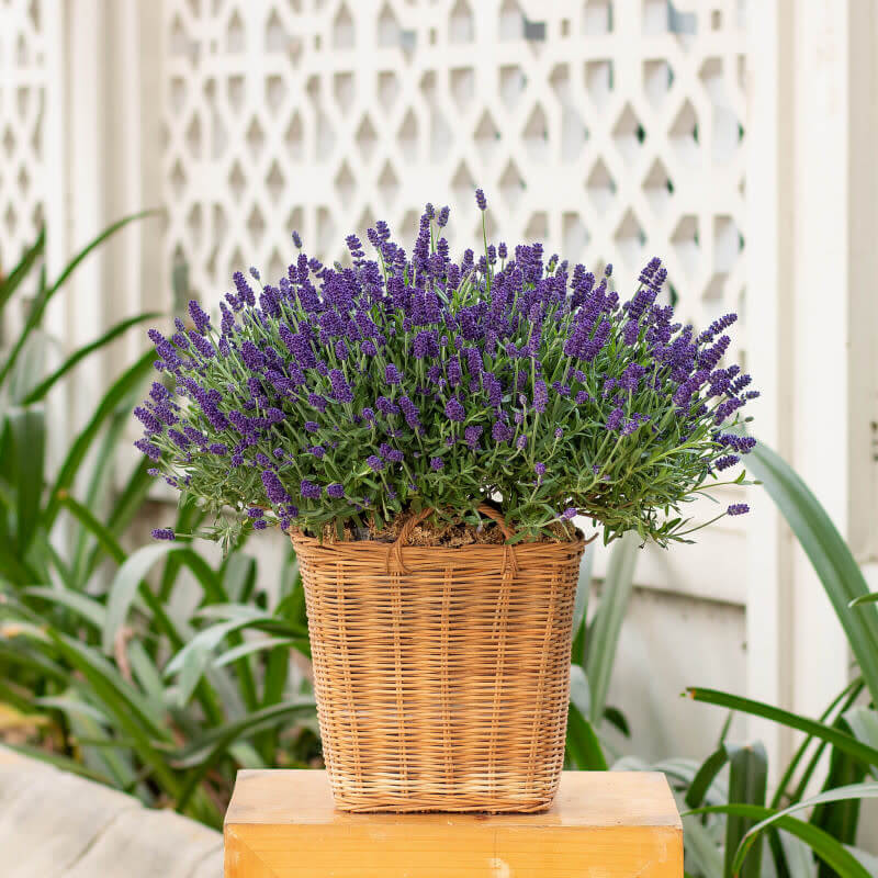 Chậu hoa lavender để bàn