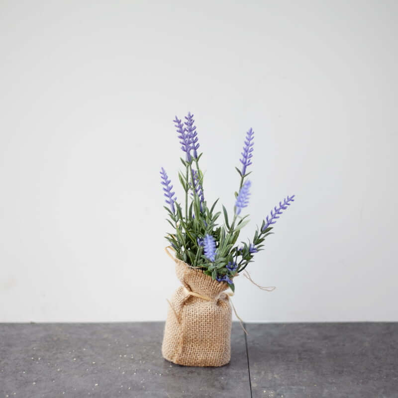 Chậu hoa lavender để bàn