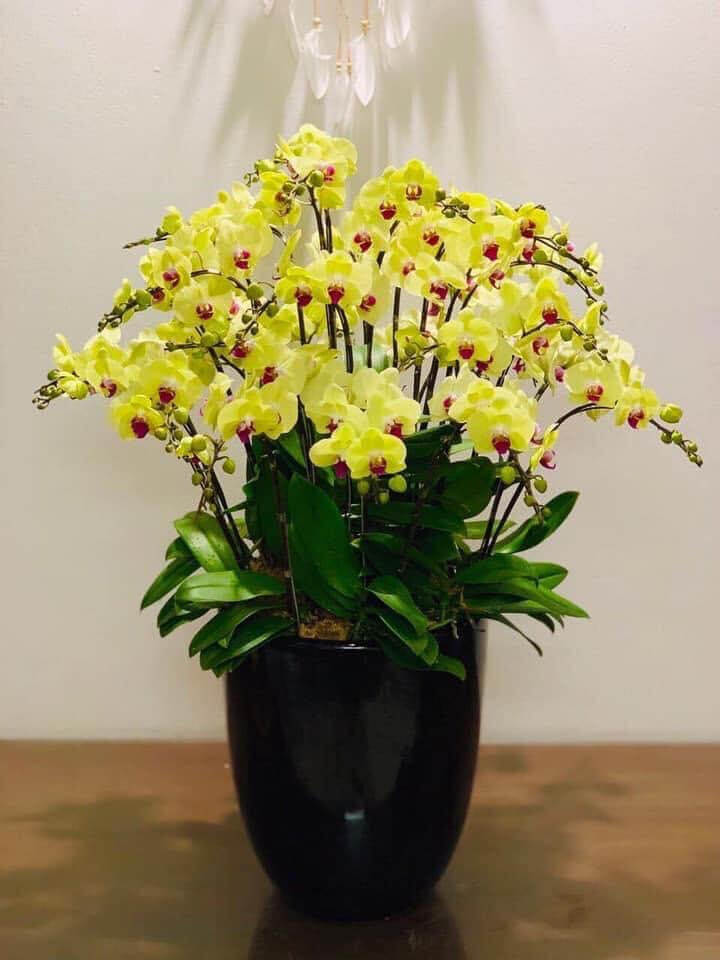 Chậu hoa vàng Tết