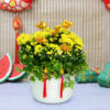 Chậu hoa vàng Tết