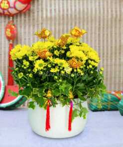 Chậu hoa vàng Tết