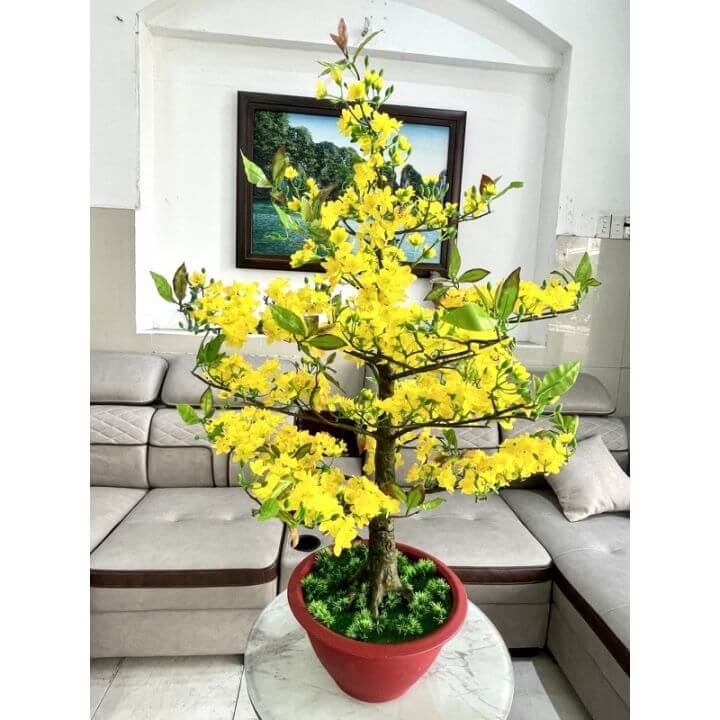 Chậu hoa vàng Tết