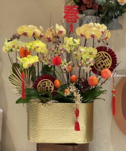 Chậu hoa lan chưng tết