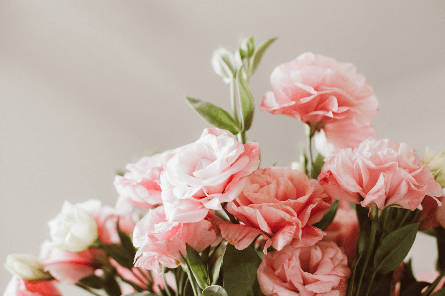 Hoa cưới cẩm chướng