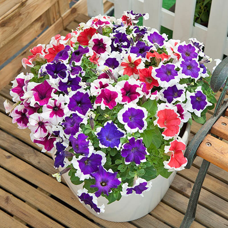 Giỏ hoa dạ yến thảo