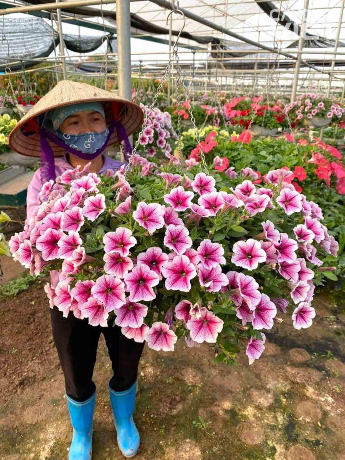 Giỏ hoa dạ yến thảo