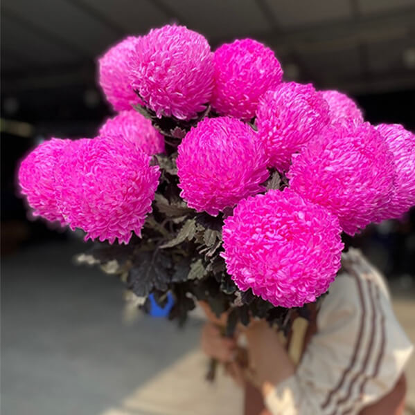 Hoa màu hồng đậm