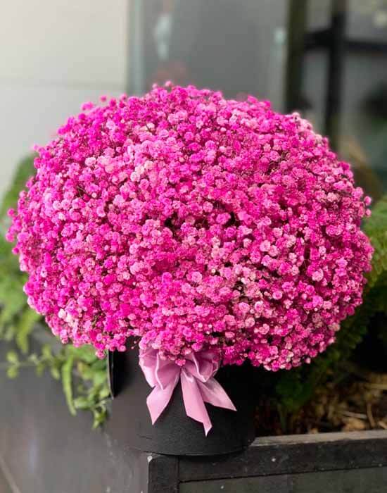 Hoa màu hồng đậm