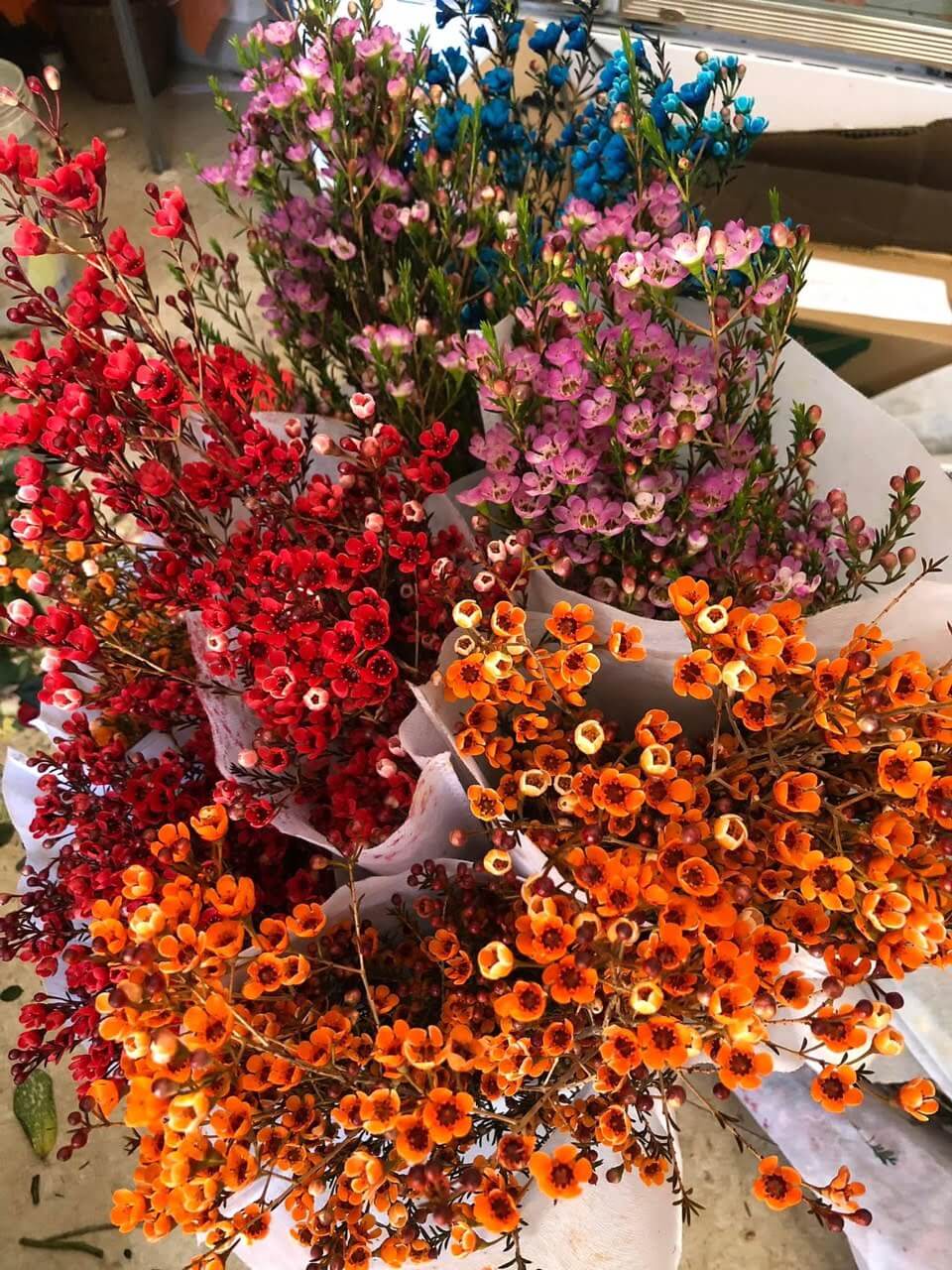 Hoa Tết thanh liễu