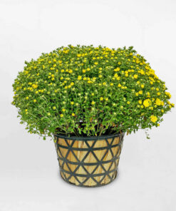 Mua chậu hoa cúc mâm xôi