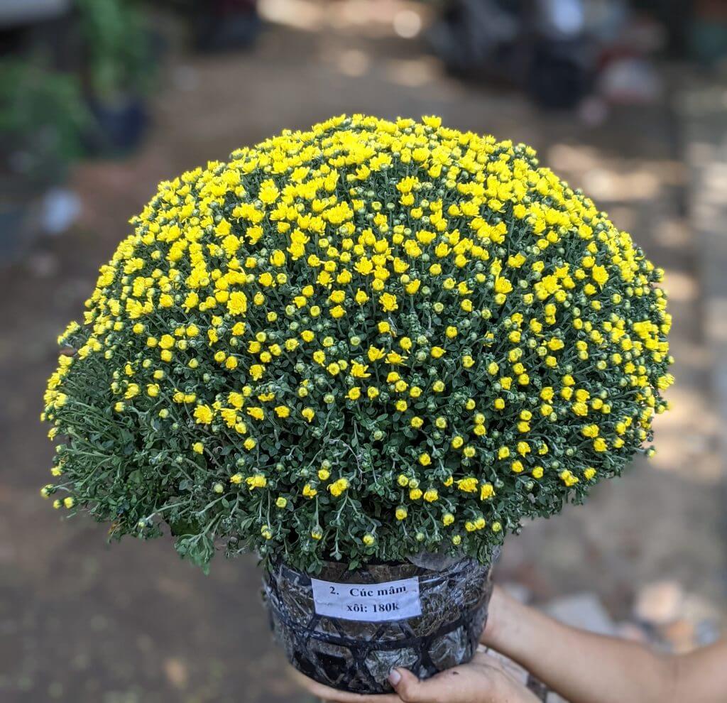 Hoa cúc mâm xôi