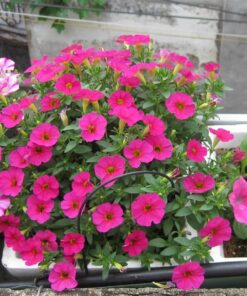 Chậu hoa dạ yến thảo màu tím đẹp