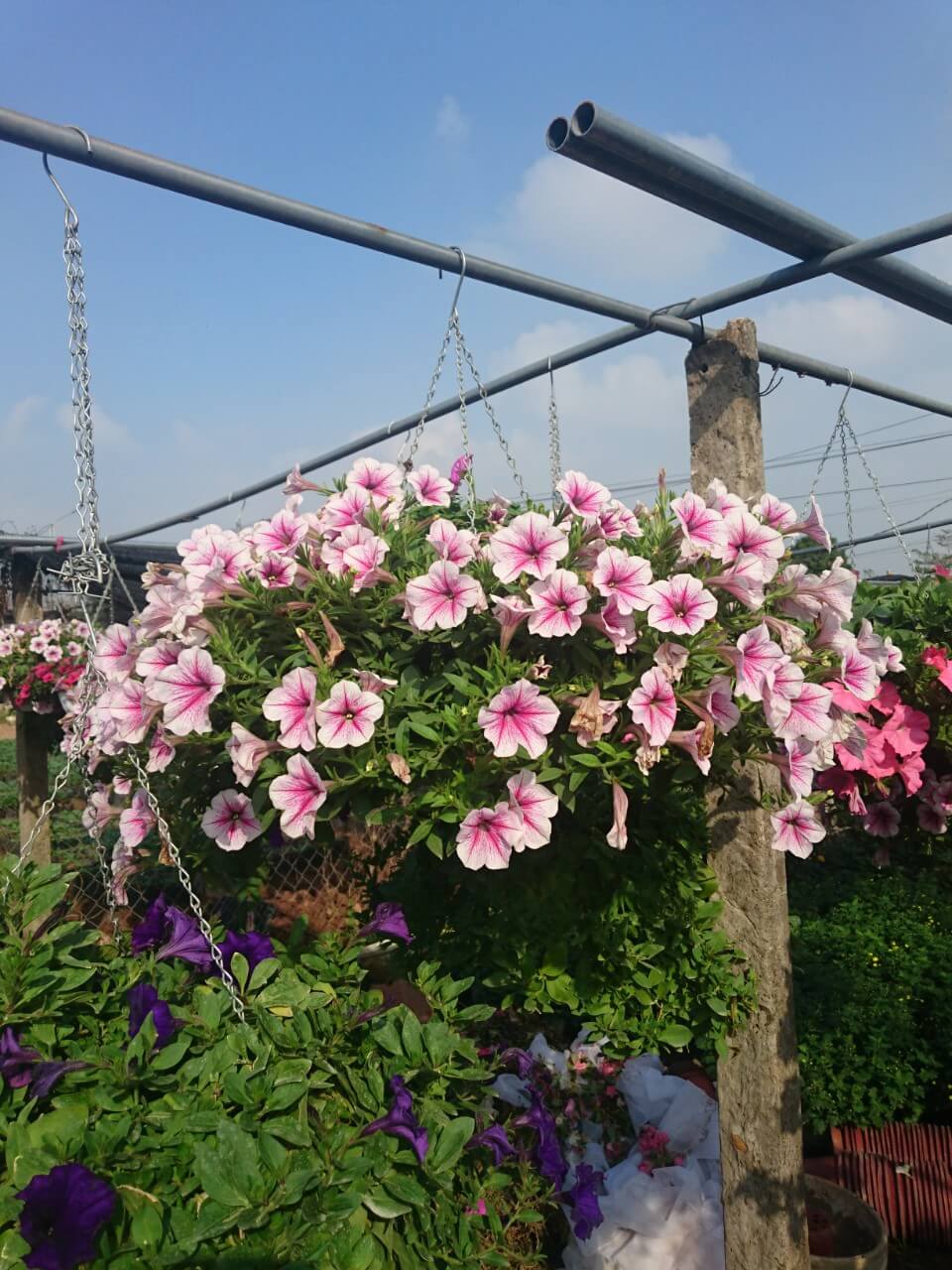 Mua chậu hoa dạ yến thảo