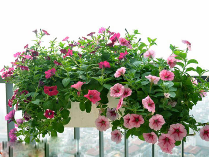 Mua chậu hoa dạ yến thảo